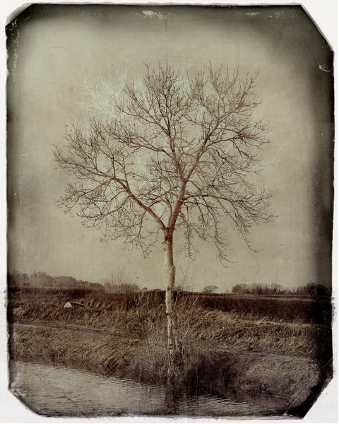 Winter Tree