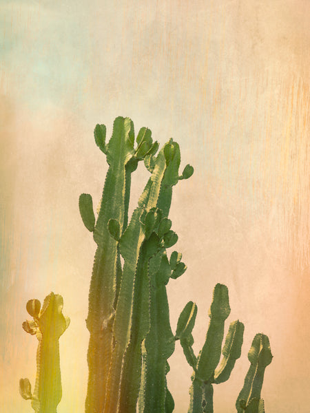 Cactus Tree Photographs | Cactus Tree Art | Fine Art Photography