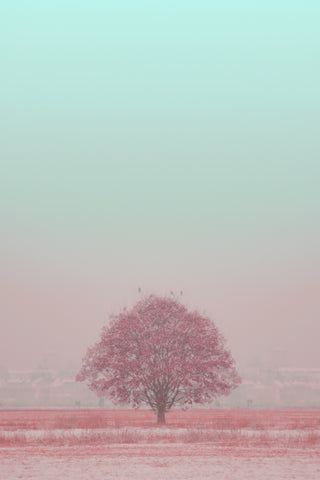 Lone pink tree