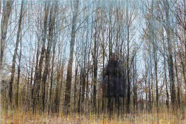 Lost in The Forest Framed Printing | Fine Art Photography