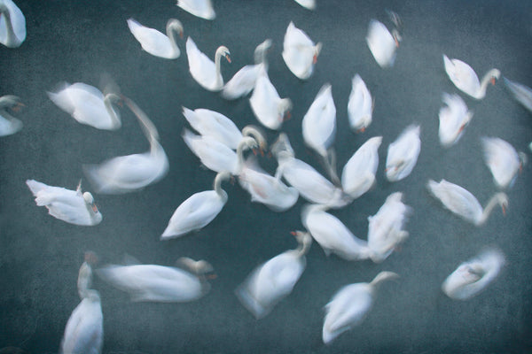 Les Cygnes in The Water | Les Cygnes Printing | Fine Art Photography
