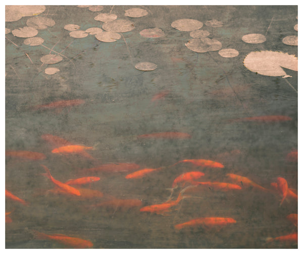 Beneath the Water Lilies Art | Water Lilies Art | Fine Art Photography