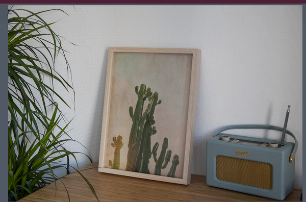 Cactus Tree Photographs | Cactus Tree Art | Fine Art Photography