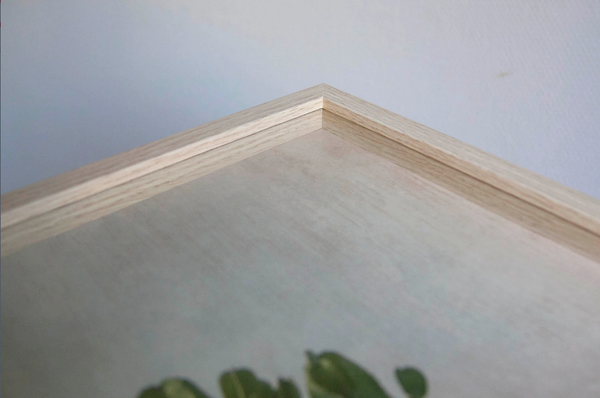 Cactus Tree Photographs | Cactus Tree Art | Fine Art Photography