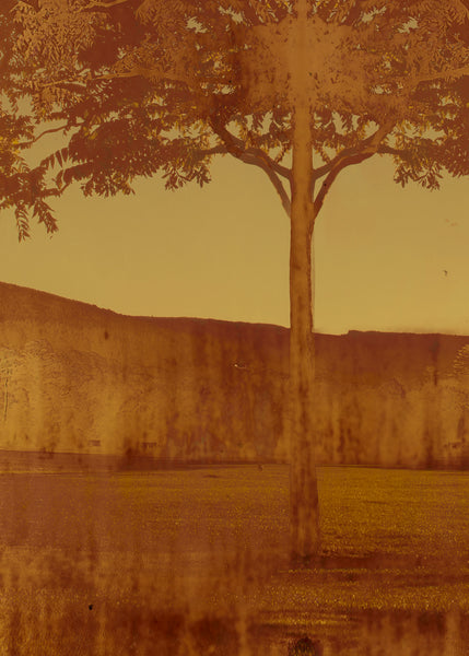 Copper Tree Room Decor Frame | Copper Tree Art | Fine Art Photography