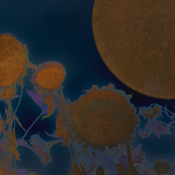 Sunflowers at midnight