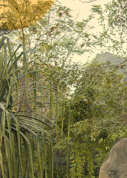 Elephant Takes an Evening Stroll | Fine Art Photography