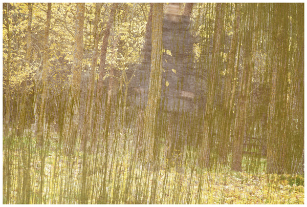 Lost in the forest #4