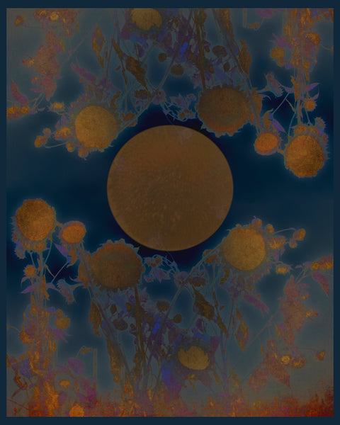 Fine Art Photograph of Sunflowers with Blue background