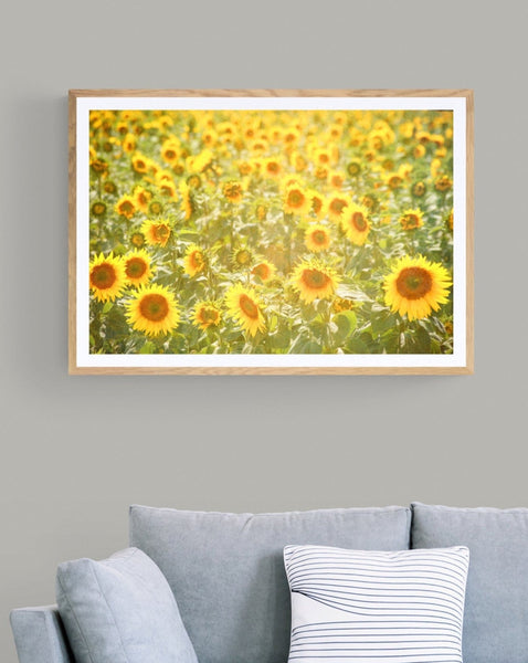 Sunflowers