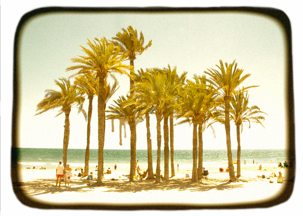 Palm Grove