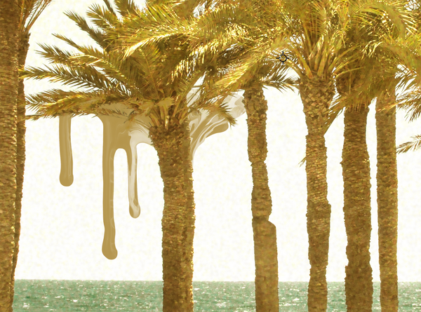 Palm Grove