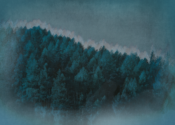 Midnight Forest