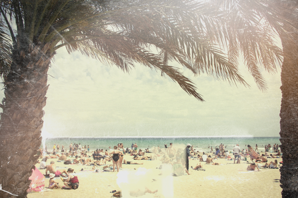 Palm-Framed Beach