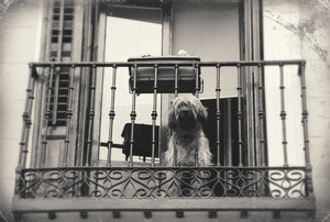 Dog on His Balcony in Madrid | Home Decor Art | Fine Art Photography