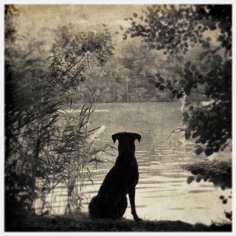 Fine art painterly black and white photograph of black dog by lake in Berlin, Germany, surrounded  by trees and foliage