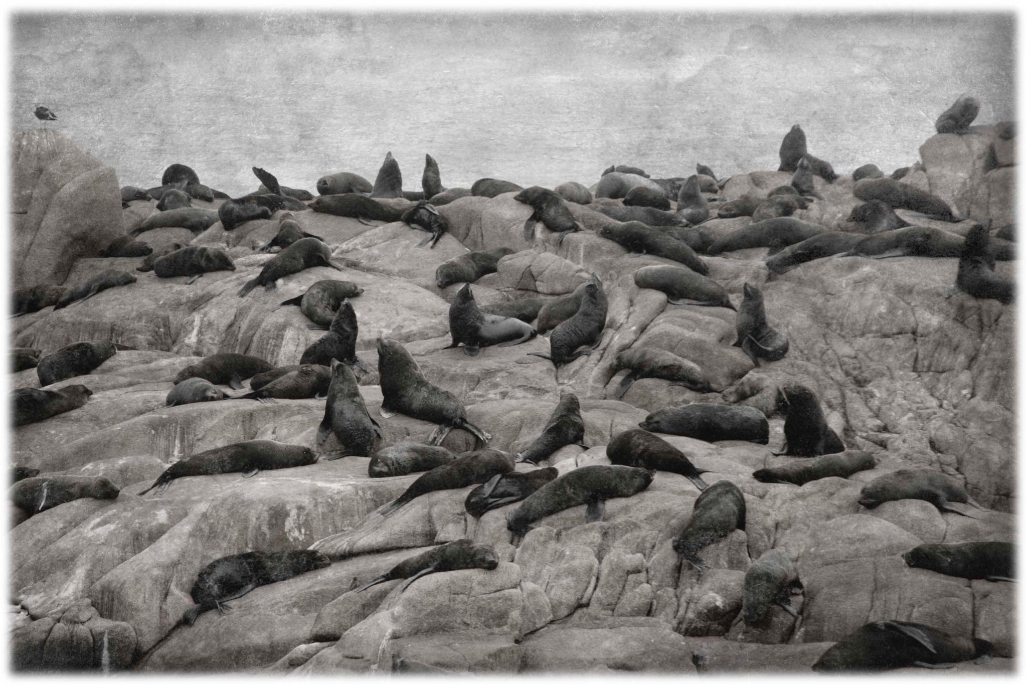 Seals | sea lions Wall Art | Los Lobos De Mar | Fine Art Photography