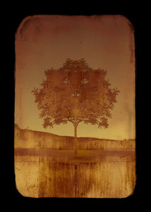 Copper Tree Room Decor Frame | Copper Tree Art | Fine Art Photography