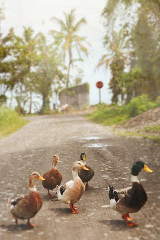 Drakes and Ducks Photograph | Drakes and Ducks | Fine Art Photography