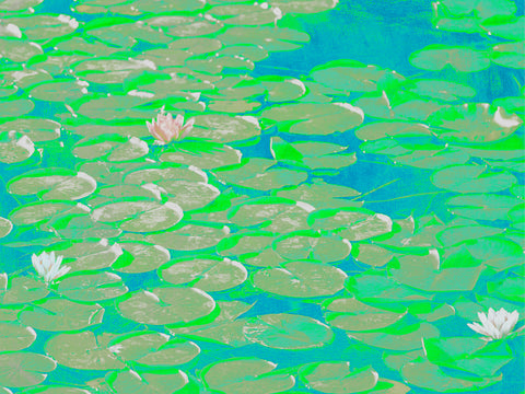 The Waterlilies